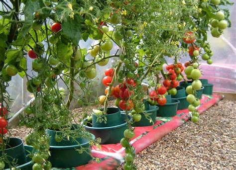 Best Soil For Tomatoes In Pots And Raised Beds [In 2023] - Hort Zone