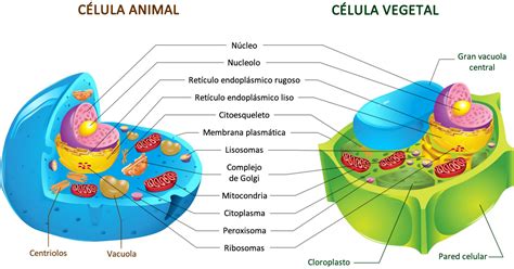 Cuadros comparativos entre célula animal y vegetal para descargar e imprimir | Cuadro Comparativo