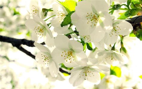 Apple Blossom Wallpapers - Top Free Apple Blossom Backgrounds - WallpaperAccess