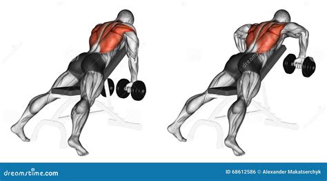 Exercising. Incline Bench Two Arm Dumbbell Row Stock Illustration ...