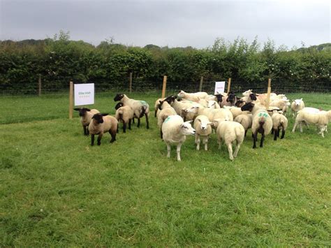 Why every sheep farmer should go to Teagasc's BETTER sheep farm walks ...