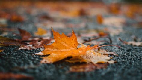 Closeup View Of Yellow Fallen Leaves On Road Autumn Rain Puddle Blur Background HD Nature ...