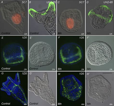 Expression of ectoderm, mesoderm, and endoderm markers is not affected... | Download Scientific ...