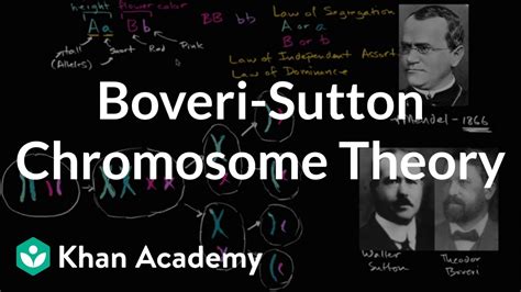 Boveri-Sutton Chromosome Theory - YouTube