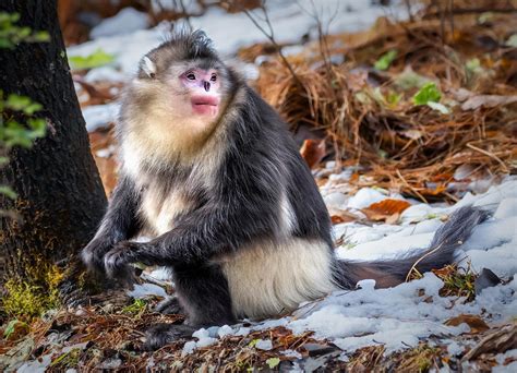 Yunnan Snub-Nosed Monkey, Rhinopithecus bieti | New England Primate Conservancy