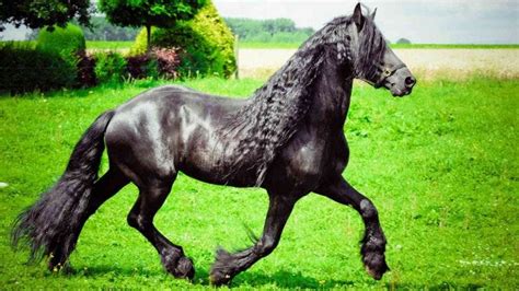 A Closer Look at Friesian Andalusian Cross: Traits and Ancestry | by Muhammad Ismail | Medium