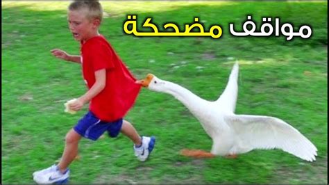 مواقف مضحكة : الجزء الأول ـ1ـ ( طرائف الحيوانات ) - YouTube