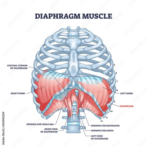 Diaphragm muscle structure with transparent ribcage bones outline ...