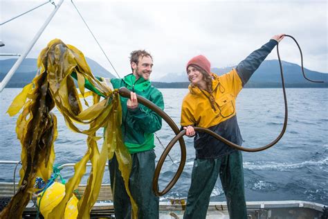 Kelp farming is turning heads and inspiring investors. Seaweed packs a ...