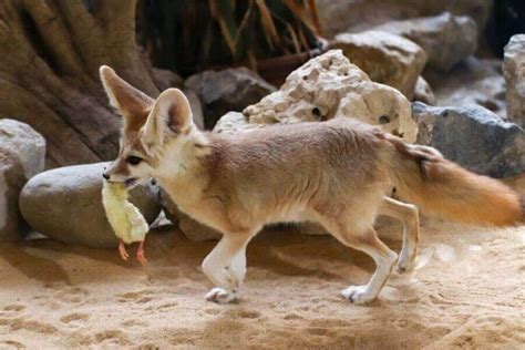 Fennec Fox Facts: 10 Facts About Fennec Foxes (W. Pictures)