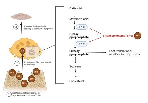 Osteoporosis Medications (Mechanism of Action) – My Endo Consult