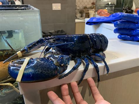 Rare Blue Lobster : r/Damnthatsinteresting