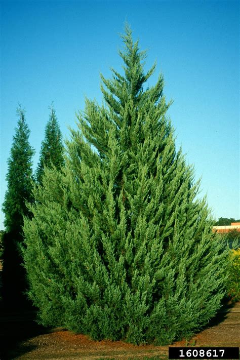 eastern redcedar (Juniperus virginiana L.)