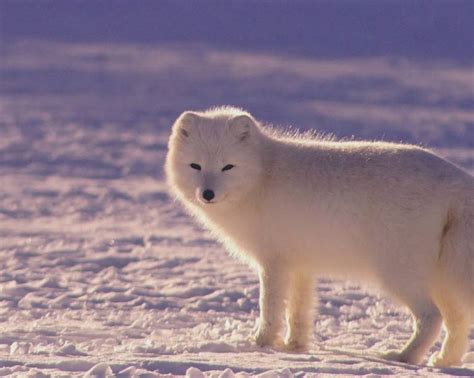 Arctic Wildlife: Discover the Animals of the Arctic Circle - TourRadar