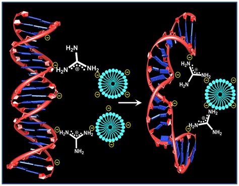 DNA compaction scheme. A plausible DNA compaction mechanism. | Download ...