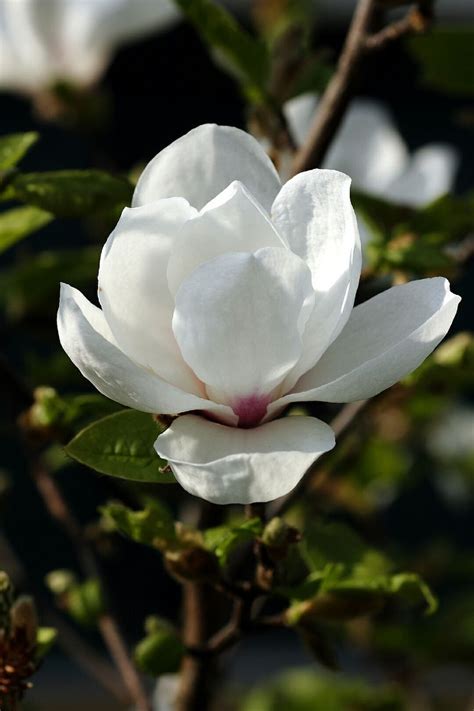 Magnolia soulangeana 'Alba Superba' | Magnolia soulangeana, Flowers, Rose