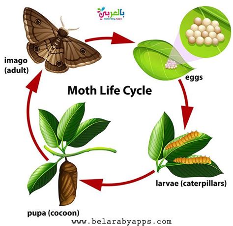 Animal Life Cycle Diagram - Science Posters For Kids ⋆ BelarabyApps ...