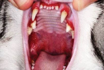 Stomatitis In Cats, Feline Gingivitis Symptoms & Treatment - Stem Cell Safari, League City TX