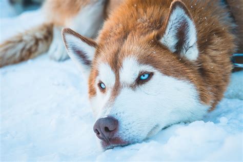 Siberian Husky In Snow, HD Animals, 4k Wallpapers, Images, Backgrounds, Photos and Pictures