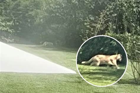 Warning As Footage Appears To Show Mountain Lions Roaming Pennsylvania—Cops - Newsweek