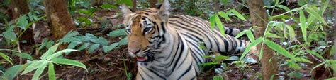 Tadoba Andhari Tiger Project Chandrapur, India | Best Time To Visit Tadoba Andhari Tiger Project