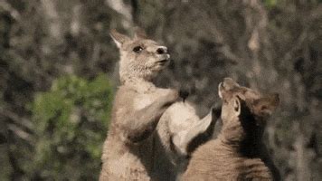 Kangaroo GIFs - Find & Share on GIPHY