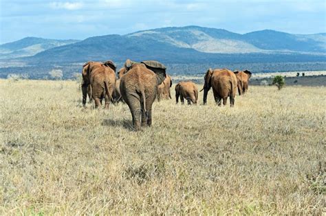 African Elephants in the Savannah Stock Photo - Image of theme, mammals ...