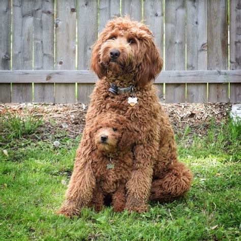 IMG_0058 | Cute dogs, Australian labradoodle puppies, Labradoodle puppy