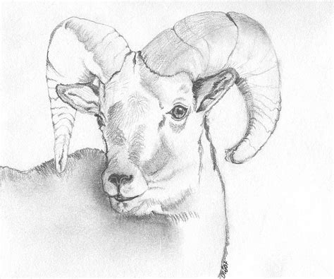 Bighorn Sheep Sketch at PaintingValley.com | Explore collection of ...