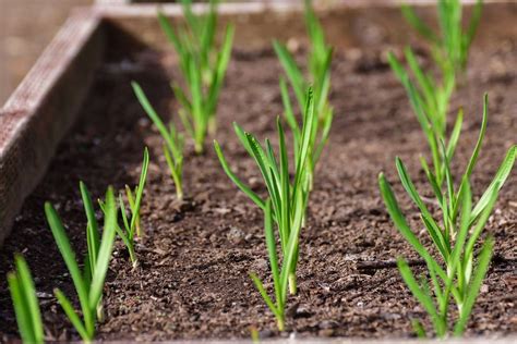 How to Grow Garlic in Containers