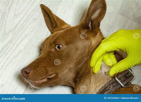 The Mite Bites a Reddish Dog Stock Photo - Image of hair, detail: 145725964