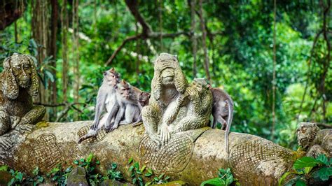 Sacred Monkey Forest Sanctuary, Ubud - Book Tickets & Tours | GetYourG