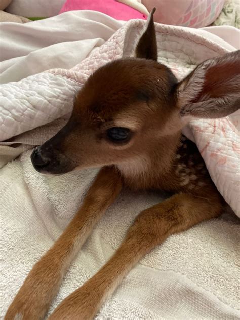 Baby deer, fawn giving cottege core aesthetic, baby deer on a bed Pet Deer, Baby Deer, Cottege ...