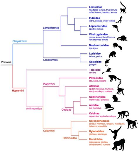 Chapter 4 – Exploring Our World: Biological and Archaeological Principles of General Anthropology