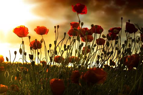 The Poppies of Flanders Fields | Poppies, Remembrance day, Flowers