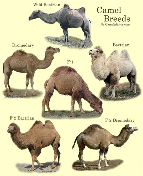 Camel breeds and hybrids | Animal interests | Pinterest | Camel ...