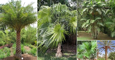 62 Best Palm Trees in Florida | Florida Palm Trees Species