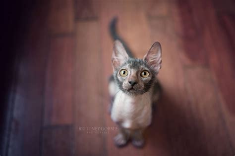 Lykoi cats have a DNA mutation that makes them look like werewolves - Business Insider