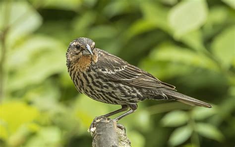 Female Red-winged Blackbird | Backcountry Gallery Photography Forums