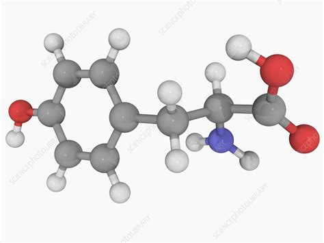 Tyrosine molecule - Stock Image - F004/6707 - Science Photo Library