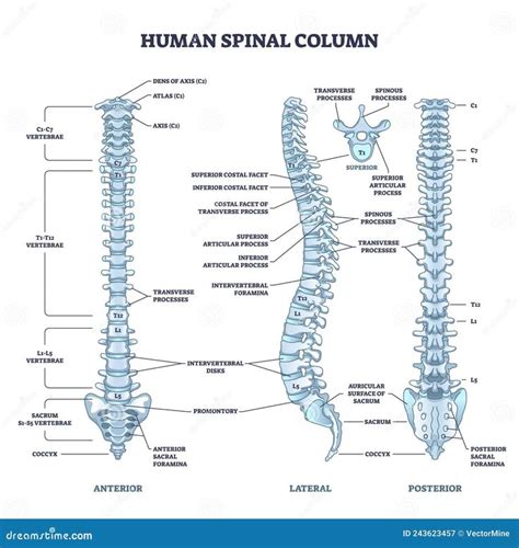 the human spiral column is shown in this diagram