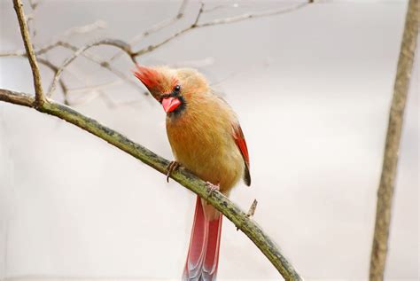 Bird Sounds and Calls of the Northern Cardinal | The Old Farmer's Almanac