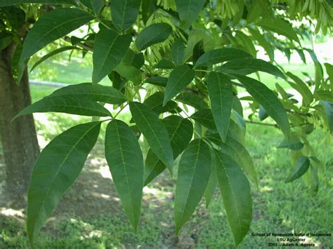 Green Ash - Hello Hello Plants & Garden Supplies