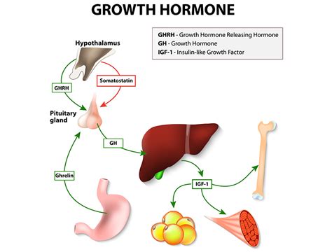 Human Growth Hormone (HGH) - Renue Health