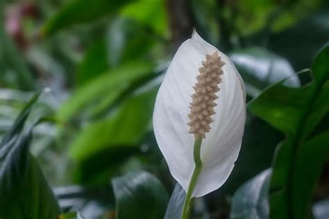 Peace Lily Flower Meaning, Symbolism, and Uses You Should Know - Store