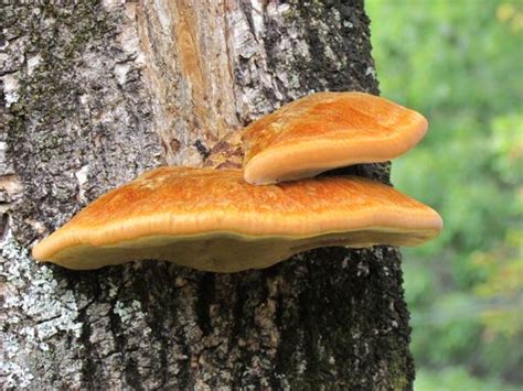 Bright Orange Fungus On Tree Uk - bmp-syrop