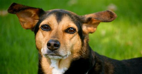 Beagleman (Beagle Doberman Pinscher mix) Temperament, Size, Lifespan ...