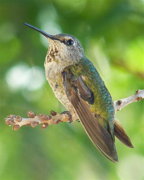 What is this thing? It looked green : r/hummingbirds