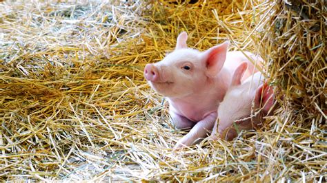 FDA Approves 'GalSafe' Pigs for Food, Medicine for Alpha-Gal Allergy