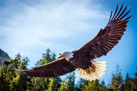 Bird Watchers Spot Many Majestic Eagles | SeaBreeze Nightly Rentals